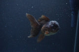 Thai Oranda  Chocolate 4 Inch (ID#1115To2a-62) Free2Day SHIPPING