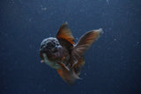 Thai Oranda  Chocolate 4 Inch (ID#1115To2a-62) Free2Day SHIPPING