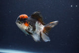 Thai Oranda  Tricolor 4 Inch (ID#1115To2a-63) Free2Day SHIPPING