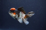 Thai Oranda  Tricolor 4 Inch (ID#1115To2a-63) Free2Day SHIPPING