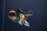 Thai Oranda  Tricolor 4 Inch (ID#1115To2a-63) Free2Day SHIPPING