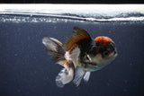 Thai Oranda  Tricolor 4 Inch (ID#1115To2a-63) Free2Day SHIPPING