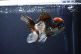 Thai Oranda  Tricolor 4 Inch (ID#1115To2a-63) Free2Day SHIPPING