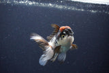 Thai Oranda  Tricolor 4 Inch (ID#1115To2a-63) Free2Day SHIPPING