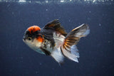 Thai Oranda  Tricolor 4 Inch (ID#1115To2a-63) Free2Day SHIPPING