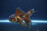 Thai Oranda  Bronze 4 Inch (ID#1119To2a-58) Free2Day SHIPPING