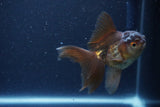 Thai Oranda  Bronze 4 Inch (ID#1119To2a-58) Free2Day SHIPPING