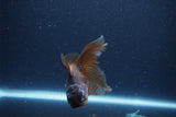 Thai Oranda  Bronze 4 Inch (ID#1119To2a-58) Free2Day SHIPPING