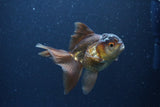 Thai Oranda  Bronze 4 Inch (ID#1119To2a-58) Free2Day SHIPPING