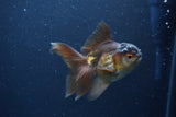 Thai Oranda  Bronze 4 Inch (ID#1119To2a-58) Free2Day SHIPPING