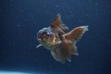 Thai Oranda  Bronze 4 Inch (ID#1119To2a-58) Free2Day SHIPPING