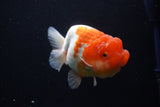 Lionchu  Red White 4.5 Inch (ID#1025R12a-103) Free2Day SHIPPING