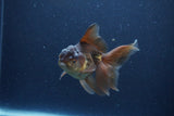 Thai Oranda  Bronze 4 Inch (ID#1119To2a-58) Free2Day SHIPPING