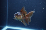 Thai Oranda  Bronze 4 Inch (ID#1119To2a-58) Free2Day SHIPPING