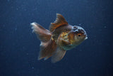 Thai Oranda  Bronze 4 Inch (ID#1119To2a-58) Free2Day SHIPPING