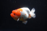 Lionchu  Red White 4.5 Inch (ID#1025R12a-103) Free2Day SHIPPING