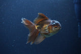 Thai Oranda  Bronze 4 Inch (ID#1119To2a-58) Free2Day SHIPPING