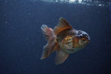 Thai Oranda  Bronze 4 Inch (ID#1119To2a-58) Free2Day SHIPPING