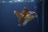 Thai Oranda  Bronze 4 Inch (ID#1119To2a-58) Free2Day SHIPPING