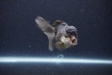 Thai Oranda  Panda 4 Inch (ID#1119To2a-59) Free2Day SHIPPING