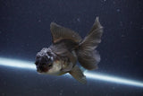 Thai Oranda  Panda 4 Inch (ID#1119To2a-59) Free2Day SHIPPING