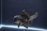 Thai Oranda  Panda 4 Inch (ID#1119To2a-59) Free2Day SHIPPING