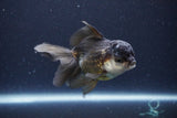 Thai Oranda  Panda 4 Inch (ID#1119To2a-59) Free2Day SHIPPING