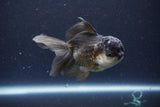 Thai Oranda  Panda 4 Inch (ID#1119To2a-59) Free2Day SHIPPING