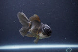 Thai Oranda  Panda 4 Inch (ID#1119To2a-59) Free2Day SHIPPING