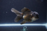 Thai Oranda  Panda 4 Inch (ID#1119To2a-59) Free2Day SHIPPING