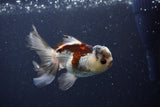 Thai Oranda  Tricolor 4 Inch (ID#1119To2a-60) Free2Day SHIPPING