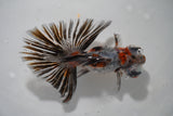 Butterfly  Calico 4.5 Inch (ID#917B8b-65) Free2Day SHIPPING