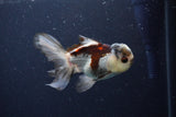 Thai Oranda  Tricolor 4 Inch (ID#1119To2a-60) Free2Day SHIPPING