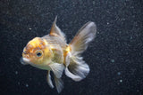 Thai Oranda  Red Black 4 Inch (ID#813To5a-54) Free2Day SHIPPING