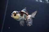 Thai Oranda  Tricolor 4 Inch (ID#1119To2a-60) Free2Day SHIPPING