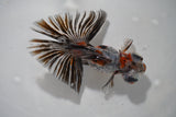 Butterfly  Calico 4.5 Inch (ID#917B8b-65) Free2Day SHIPPING