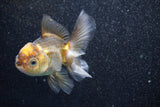 Thai Oranda  Red Black 4 Inch (ID#813To5a-54) Free2Day SHIPPING