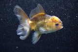 Thai Oranda  Red Black 4 Inch (ID#813To5a-54) Free2Day SHIPPING