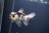 Thai Oranda  Tricolor 4 Inch (ID#1119To2a-60) Free2Day SHIPPING