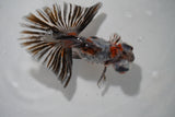 Butterfly  Calico 4.5 Inch (ID#917B8b-65) Free2Day SHIPPING