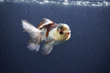 Thai Oranda  Tricolor 4 Inch (ID#1119To2a-60) Free2Day SHIPPING