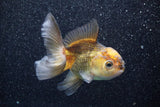 Thai Oranda  Red Black 4 Inch (ID#813To5a-54) Free2Day SHIPPING