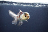 Thai Oranda  Tricolor 4 Inch (ID#1119To2a-60) Free2Day SHIPPING