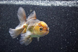 Thai Oranda  Red Black 4 Inch (ID#813To5a-54) Free2Day SHIPPING