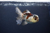 Thai Oranda  Tricolor 4 Inch (ID#1119To2a-60) Free2Day SHIPPING