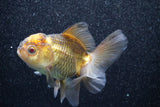 Thai Oranda  Red Black 4 Inch (ID#813To5a-54) Free2Day SHIPPING