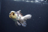 Thai Oranda  Tricolor 4 Inch (ID#1119To2a-60) Free2Day SHIPPING