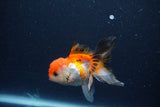 Thai Oranda  Tricolor 3.5 Inch (ID#1119To2a-61) Free2Day SHIPPING