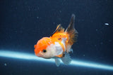 Thai Oranda  Tricolor 3.5 Inch (ID#1119To2a-61) Free2Day SHIPPING