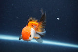 Thai Oranda  Tricolor 3.5 Inch (ID#1119To2a-61) Free2Day SHIPPING